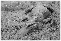 Alligator on grass, Shark Valley. Everglades National Park ( black and white)