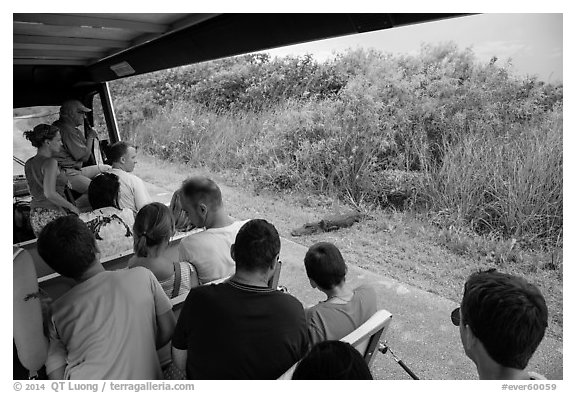 Tourists look at alligator from tram, Shark Valley. Everglades National Park (black and white)