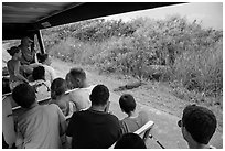 Tourists look at alligator from tram, Shark Valley. Everglades National Park ( black and white)