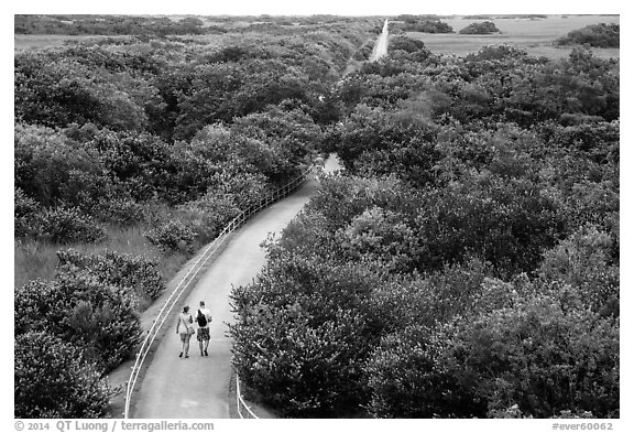Trail and tram road, Shark Valley. Everglades National Park (black and white)