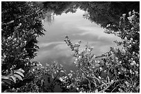 Pond surrounded by vegetation, Shark Valley. Everglades National Park ( black and white)