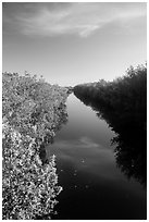 Canal lined up with mangroves. Everglades National Park ( black and white)