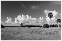 Coastal prairie, Flamingo. Everglades National Park ( black and white)