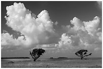 Trees, Florida Bay, and clouds. Everglades National Park ( black and white)