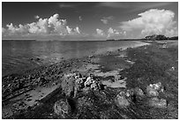 Florida Bay shores. Everglades National Park ( black and white)