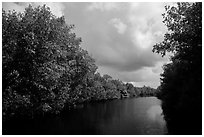 Tropical vegetation growing along canal. Everglades National Park ( black and white)