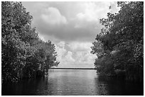 Coot Bay framed by mangroves. Everglades National Park ( black and white)