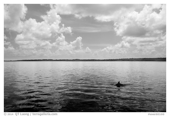 Dolphin fin in Coot Bay. Everglades National Park (black and white)