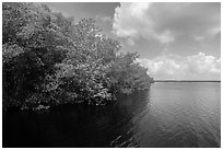 Mangroves bordering Coot Bay. Everglades National Park ( black and white)