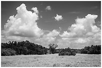 Saltwort prairie. Everglades National Park ( black and white)