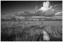 Dwarf Cypress and summer clouds. Everglades National Park ( black and white)