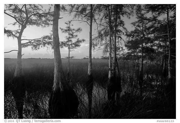 Cypress at edge of dome, summer sunrise. Everglades National Park (black and white)