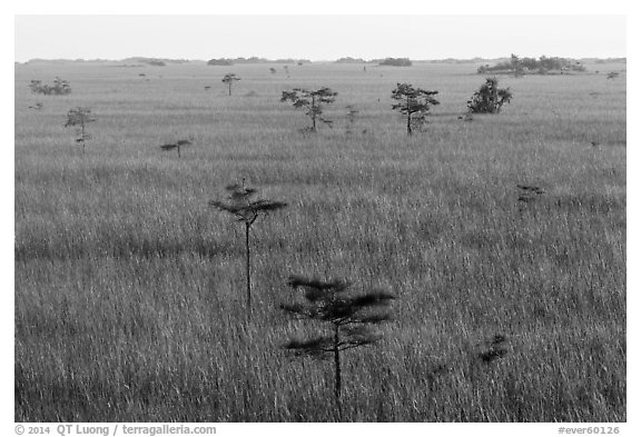 Freshwater prairie punctuated by cypress at sunrise. Everglades National Park (black and white)