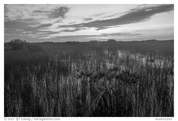 Dwarf mangroves at sunrise. Everglades National Park (black and white)