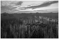 Dwarf mangroves at sunrise. Everglades National Park ( black and white)