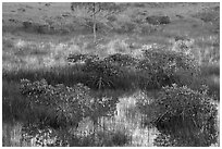 Dwarf mangroves and cypress. Everglades National Park ( black and white)