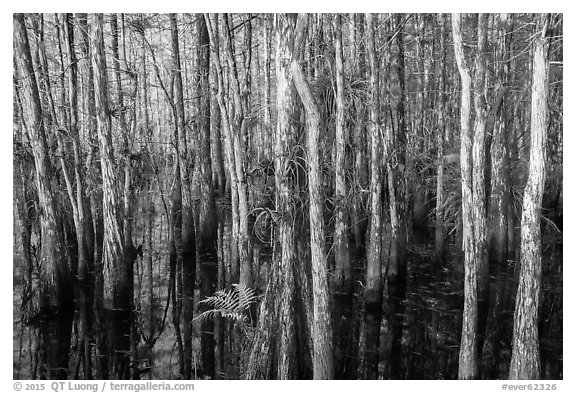 Dense cypress dome. Everglades National Park (black and white)