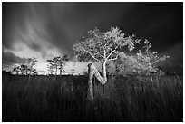 Z tree, sawgrass, and cypress at night. Everglades National Park ( black and white)