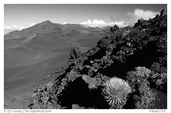 Silversword in Haleakala crater, Sliding sands trail. Haleakala National Park (black and white)
