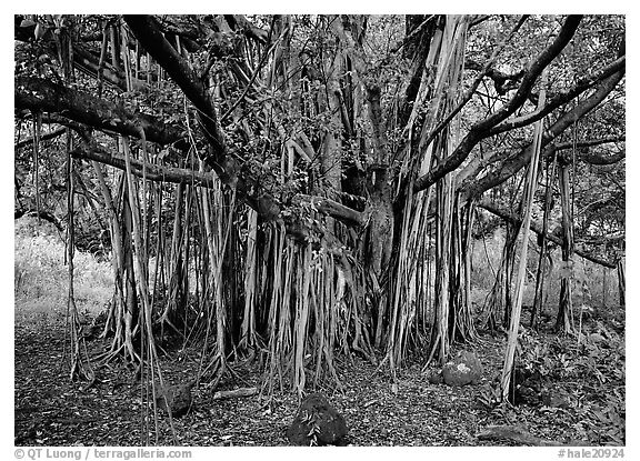 Banyan tree. Haleakala National Park, Hawaii, USA.
