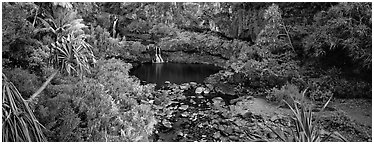 Tropical pools, waterfalls, and vegetation. Haleakala National Park (Panoramic black and white)