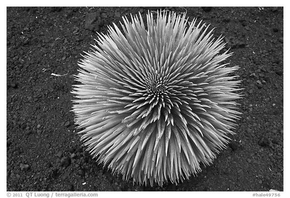 Halekala Silversword (Ahinahina) rosette. Haleakala National Park (black and white)