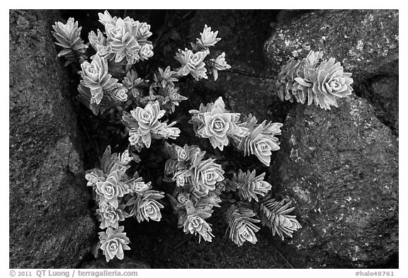 Naenae (Dubautia menziesii). Haleakala National Park (black and white)