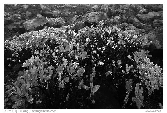 Ohelo (Vaccinium reticulatum). Haleakala National Park (black and white)
