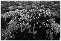 Ohelo (Vaccinium reticulatum). Haleakala National Park, Hawaii, USA. (black and white)