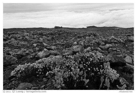 Ohelo berry plants and sea of clouds. Haleakala National Park (black and white)