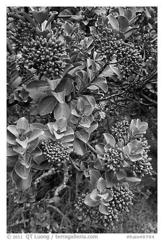 Sandalwood berries. Haleakala National Park (black and white)