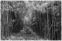 Trail through bamboo canopy. Haleakala National Park, Hawaii, USA. (black and white)