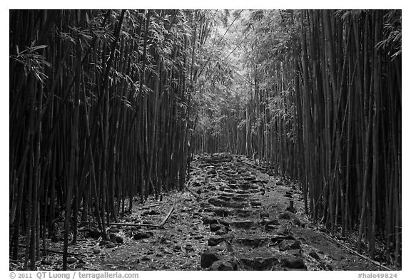 Trail through bamboo forest. Haleakala National Park (black and white)