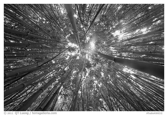Looking up bamboo forest. Haleakala National Park (black and white)