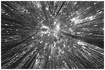 Looking up bamboo forest. Haleakala National Park, Hawaii, USA. (black and white)