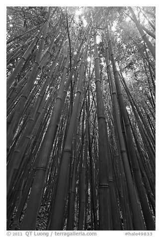 Looking up dense bamboo grove. Haleakala National Park (black and white)