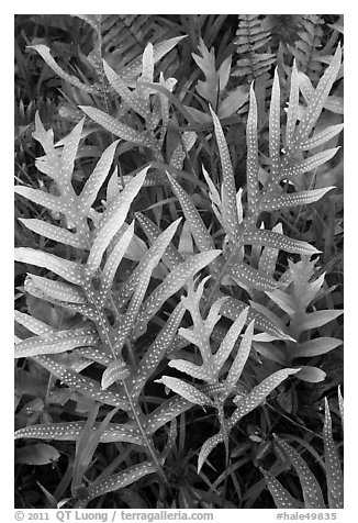 Maile-Scented Fern (Phymatosorus scolopendria). Haleakala National Park (black and white)