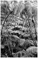 Lush tropical ferms near Thurston lava tube. Hawaii Volcanoes National Park, Hawaii, USA. (black and white)