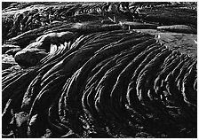 Hardened rope lava and ferns. Hawaii Volcanoes National Park, Hawaii, USA. (black and white)