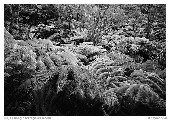 Giant tropical ferns. Hawaii Volcanoes National Park (black and white)