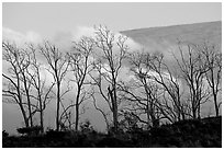 Trees silhouetted against fog at sunrise. Hawaii Volcanoes National Park, Hawaii, USA. (black and white)