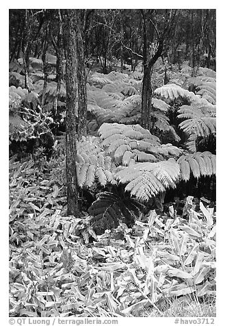 Hawaiian rain forest ferns and trees. Hawaii Volcanoes National Park, Hawaii, USA.