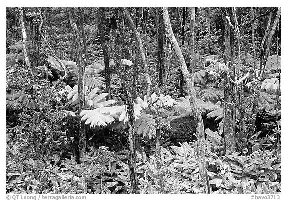 Native Rainforest. Hawaii Volcanoes National Park (black and white)