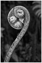 Curled up fiddlehead of Hapuu fern. Hawaii Volcanoes National Park, Hawaii, USA. (black and white)