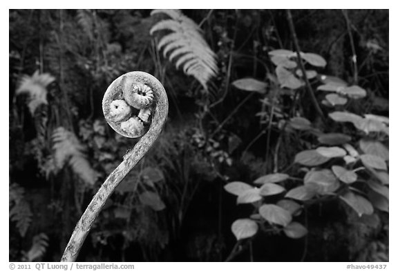 Young frond of endemic Hawaiian Hapuu. Hawaii Volcanoes National Park (black and white)