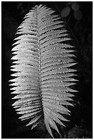 Fern leaf. Hawaii Volcanoes National Park, Hawaii, USA. (black and white)