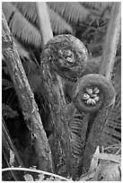 Hapuu Ferns with pulu hair. Hawaii Volcanoes National Park, Hawaii, USA. (black and white)