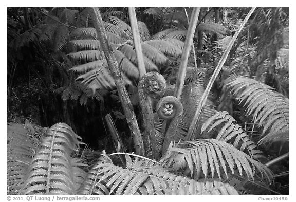 Hapuu tree ferns with crozier fronds. Hawaii Volcanoes National Park (black and white)