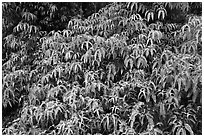 Tropical Ferns (Dicranopteris linearis) on slope. Hawaii Volcanoes National Park ( black and white)