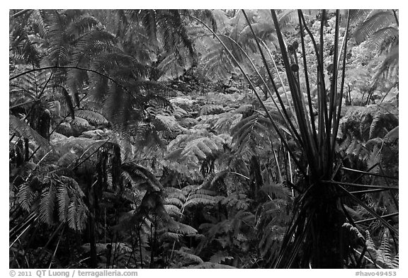 Rainforest with Hawaiian tree ferns. Hawaii Volcanoes National Park (black and white)